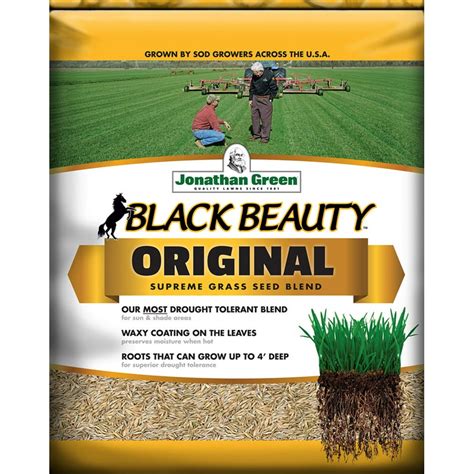 Black beauty fall magic grass seed